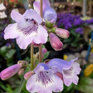 Penstemon 'Sour Grapes'