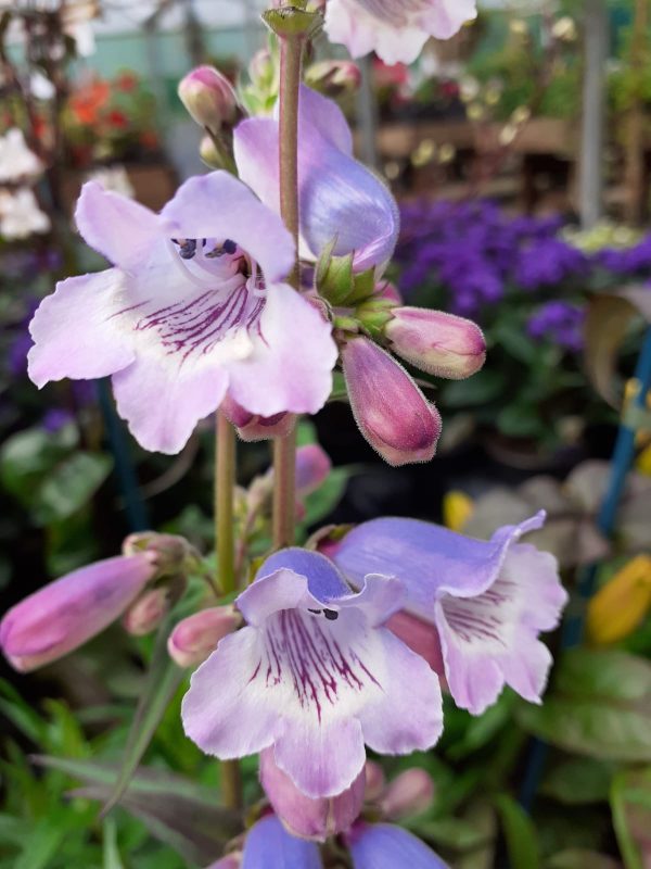 Penstemon 'Sour Grapes'