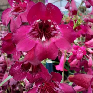 Penstemon 'Rich Ruby'