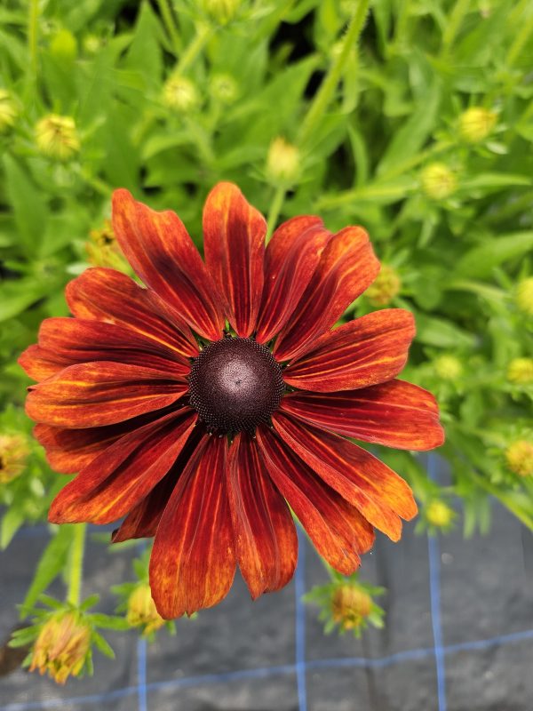 Rudbeckia 'Summerdaisy Bronze Bicolour' Rudbeckia 'Summerdaisy Bronze Bicolour'