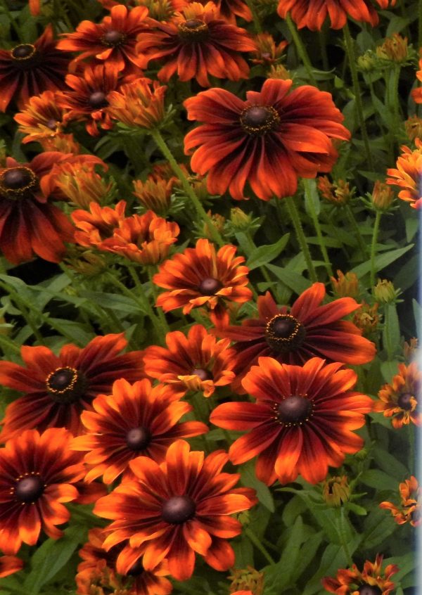 Rudbeckia Summerdaisy Bronze Bicolour WEB This Rudbeckia has large blooms of bright shades of rusty gold, with contrasting dark centres makes this a striking plant for the border.