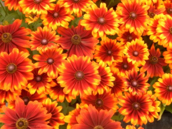 Rudbeckia Summerdaisy Bronze Bicolour2 WEB