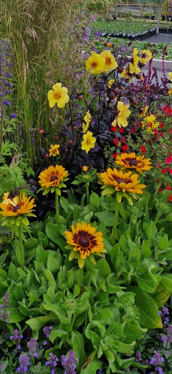 Rudbeckia 'Summerdaisy Choco Sun'