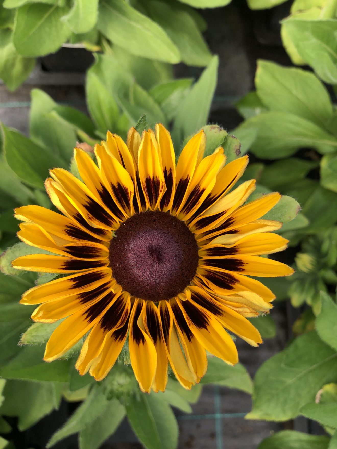 Rudbeckia 'Summerdaisy Choco Sun' | Proctors Nursery