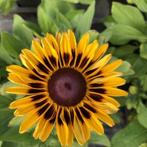 This Rudbeckia has large bright yellow blooms with contrasting dark chocolate brown centres, makes this a striking plant for the border.