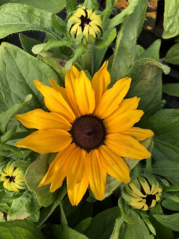 Rudbeckia Summerdaisy Yellow Rudbeckia 'Summerdaisy Yellow' has large golden yellow blooms with contrasting dark centres, makes this a striking plant for the border.