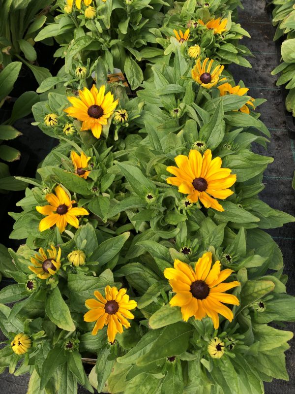 Rudbeckia Summerdaisy Yellow2