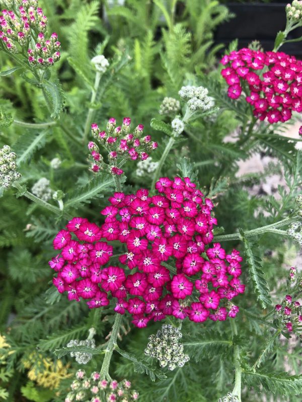 Achillea millefolium 'New Vintage Violet' is a beaufiul perennial with bright clusters of tiny flowers