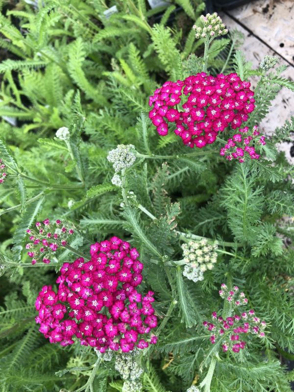 Achillea millefolium 'New Vintage Violet' is a beaufiul perennial with bright clusters of tiny flowers