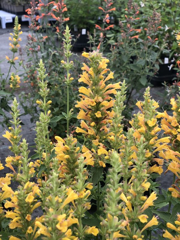 Agastache 'Kudos Yellow'