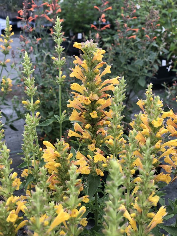 Agastache 'Kudos Yellow'