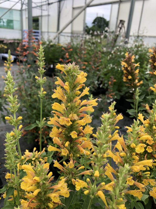 Agastache 'Kudos Yellow'