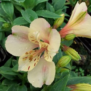Alstroemeria 'Little Miss Natalie'