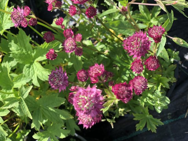 Astrantia major 'Star of Love'