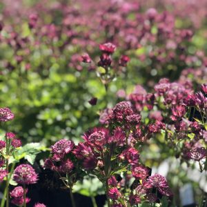 Astrantia major 'Star of Love' has clusters of burgundy red flowers, with white centres on dark purple stems.