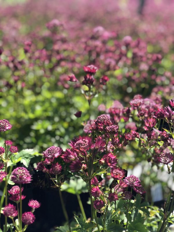 Astrantia major 'Star of Love'