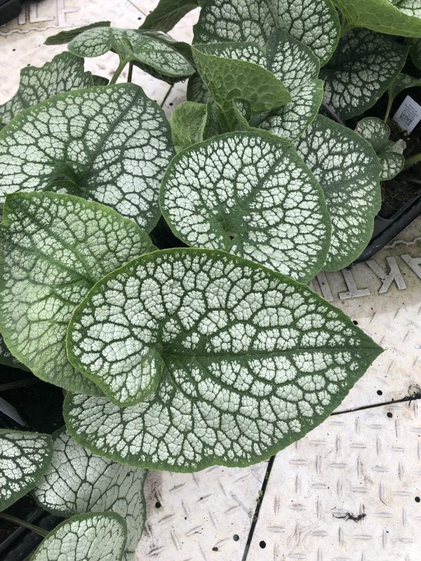 Brunerra Jack of Diamonds2 Brunnera macrophylla 'Jack of Diamonds'