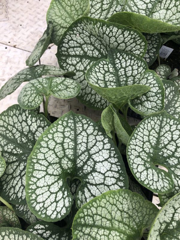 Brunerra Jack of Diamonds3 Brunnera macrophylla 'Jack of Diamonds'