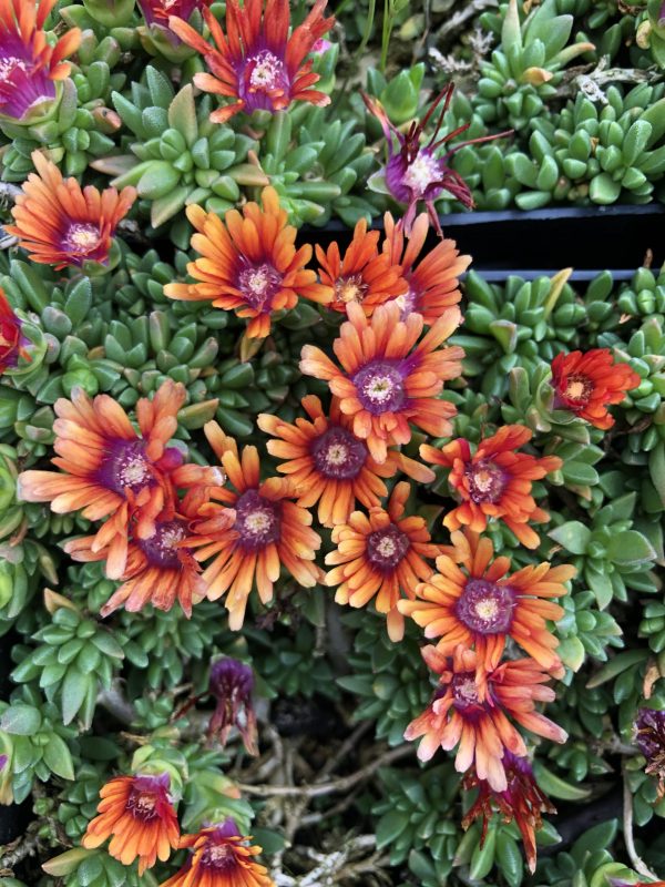 Delosperma 'Sundella Apricot'