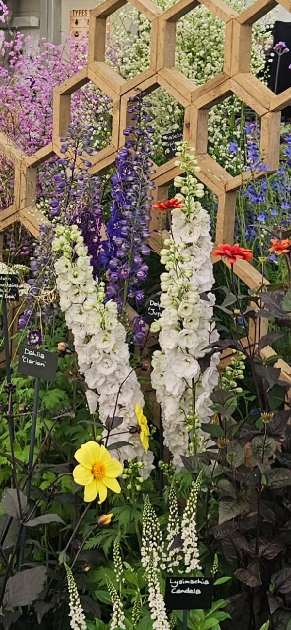 Delphinium x cultorum 'Jupiter F1 White'