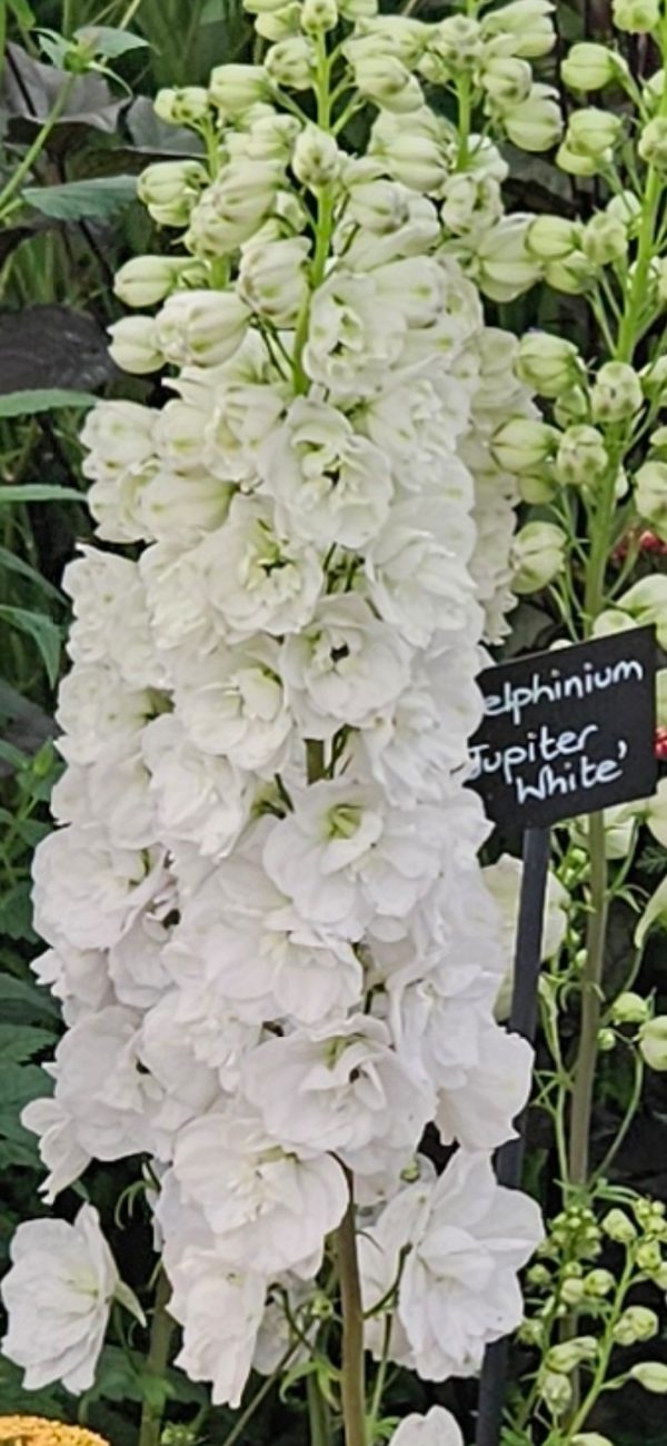 Delphinium x cultorum 'Jupiter F1 White'