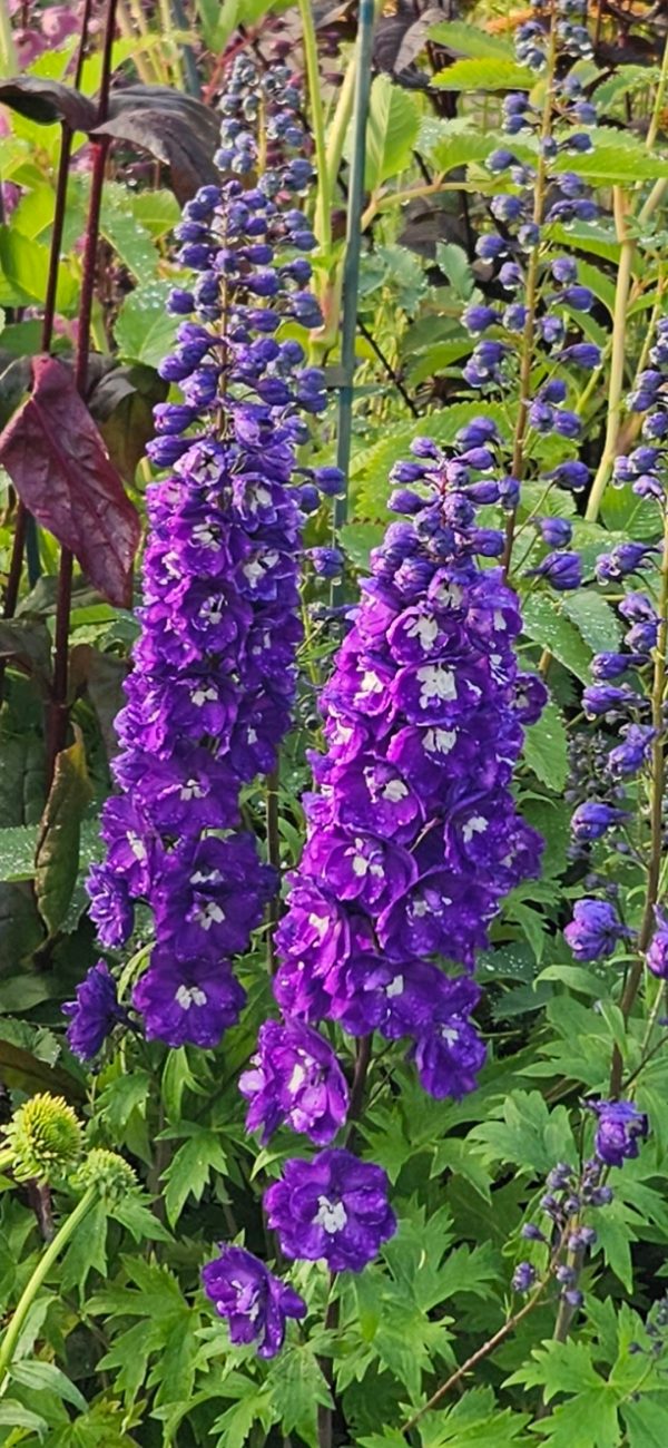Delphinium x cultorum ‘Jupiter F1 Purple’