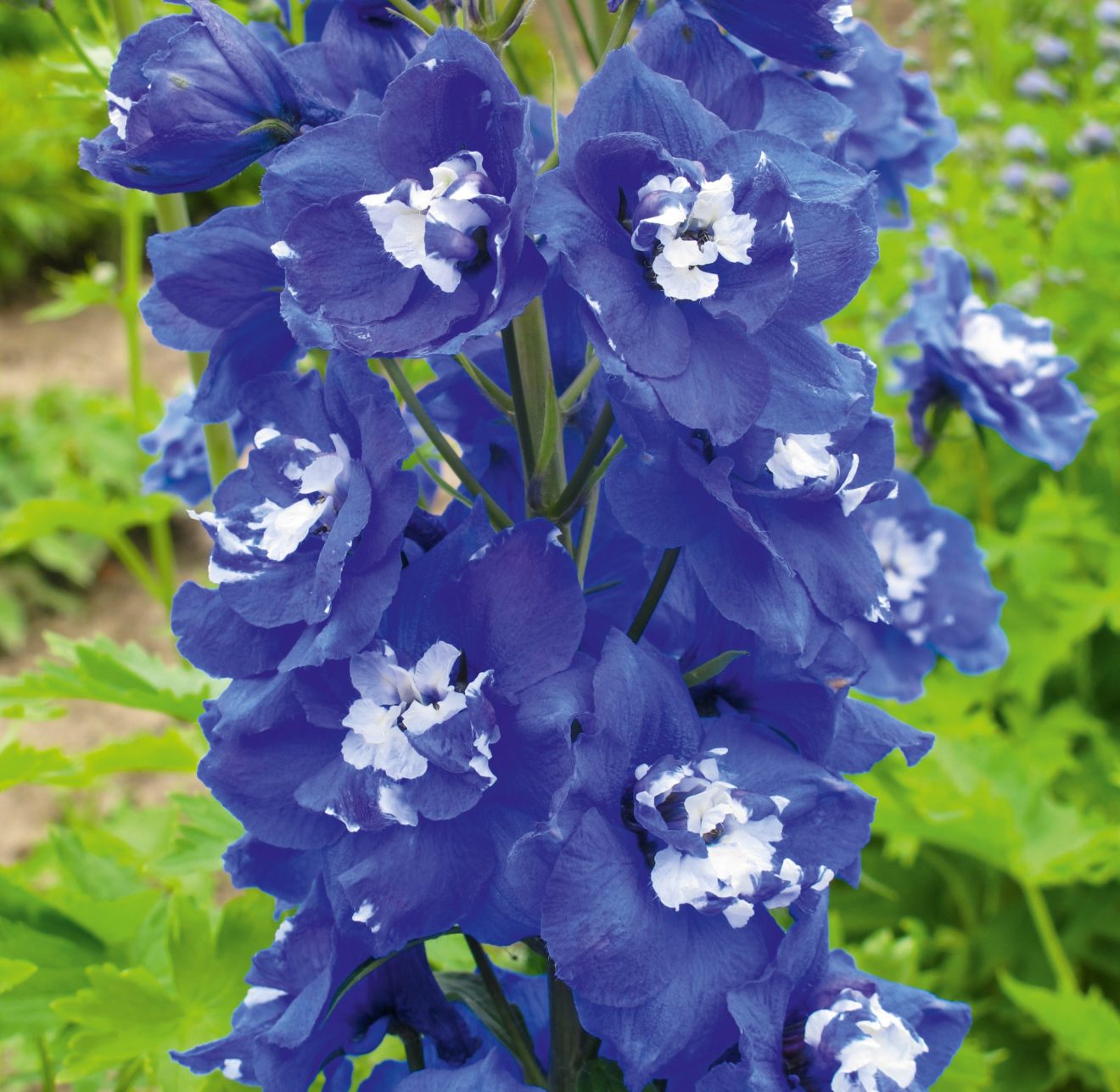 Delphinium x cultorum ‘Jupiter F1 Blue’ | Proctors Nursery