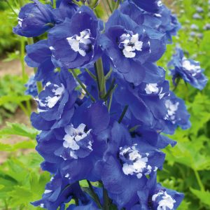 Delphinium x cultorum ‘Jupiter F1 Blue’