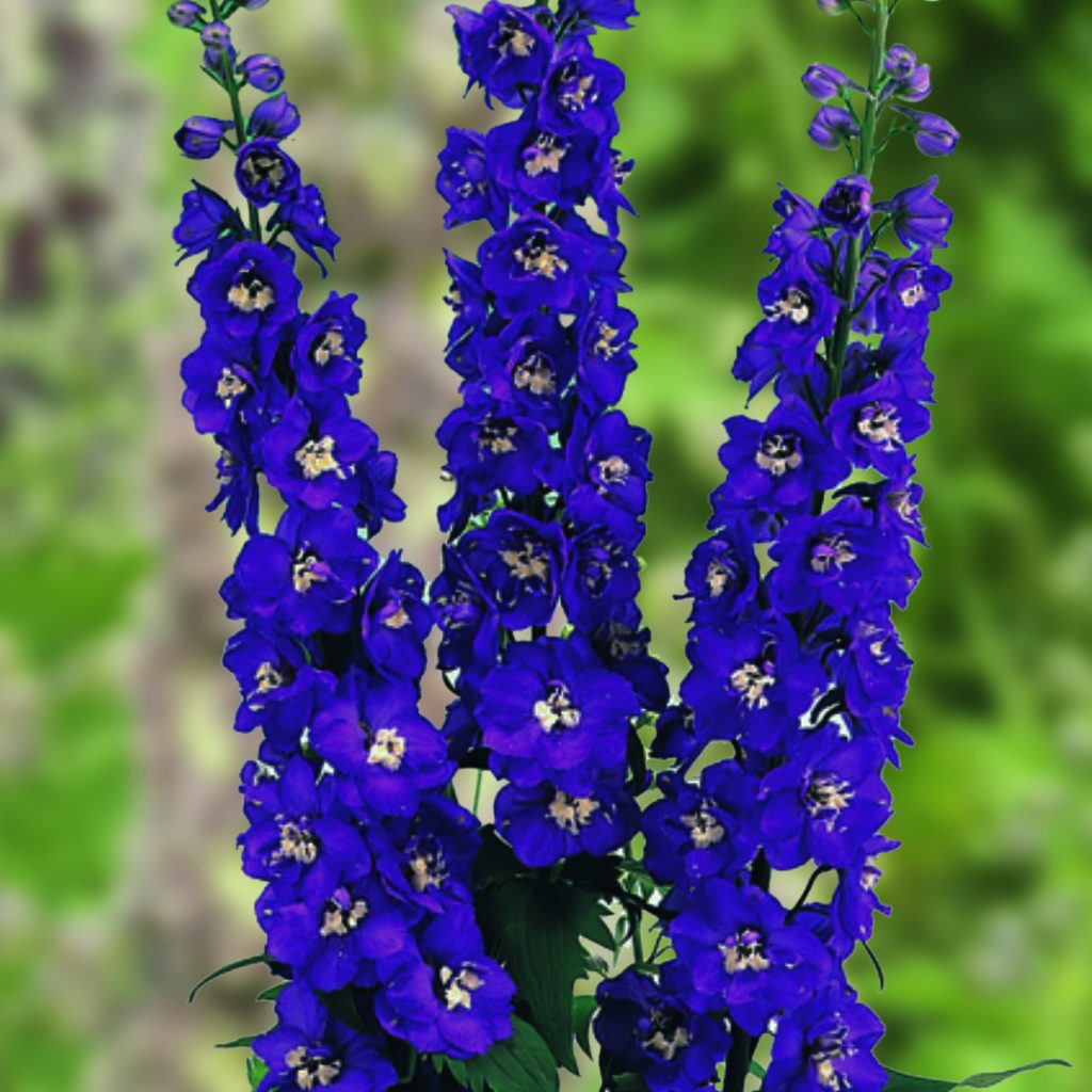 delphinium