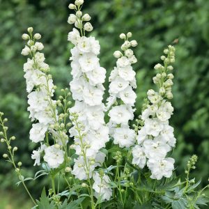 Delphinium x cultorum 'Jupiter F1 White'