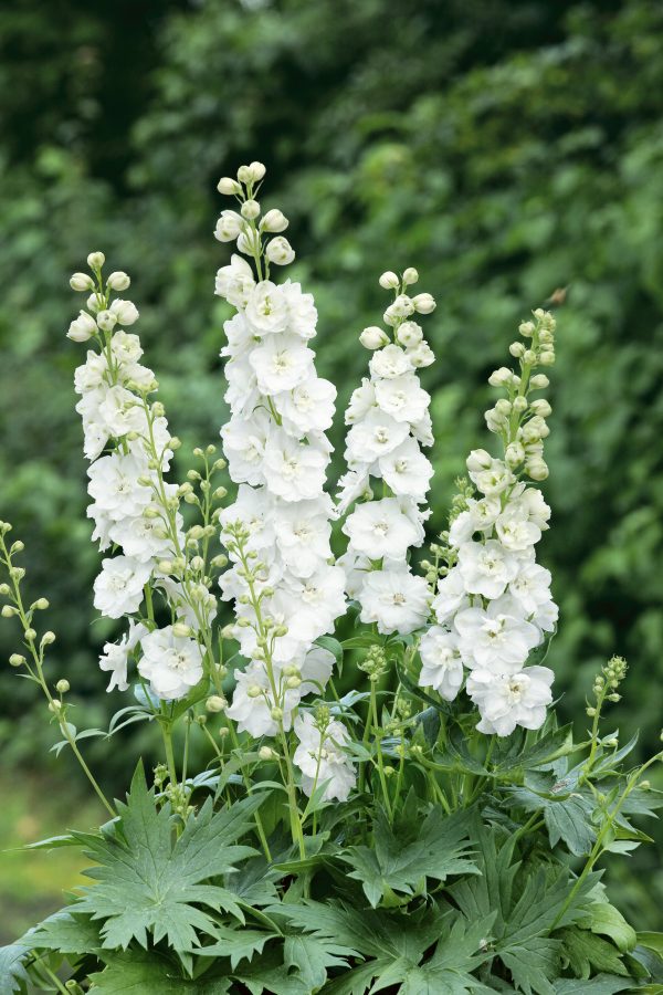 Delphinium x cultorum 'Jupiter F1 White'
