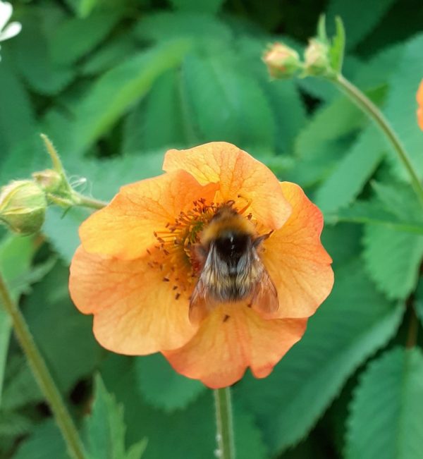 Geum 'Totally Tangerine' Geum 'Totally Tangerine'