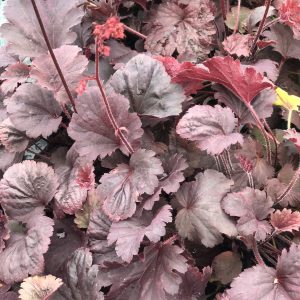 Heuchera 'Bella Notte'