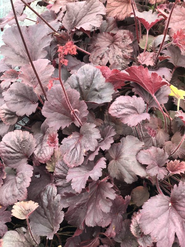 Heuchera 'Bella Notte'