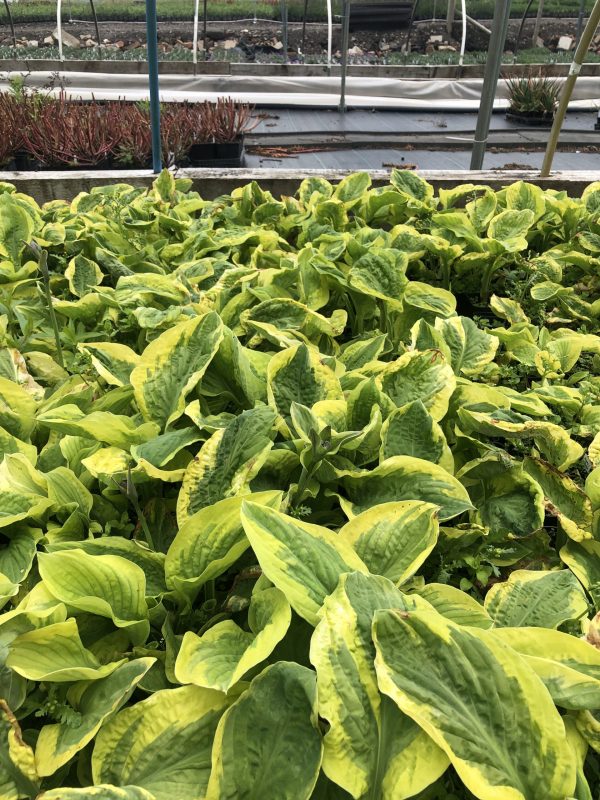 Hosta Carnival Hosta x hybrida 'Carnival'