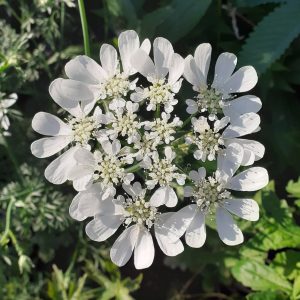 Orlaya grandiflora