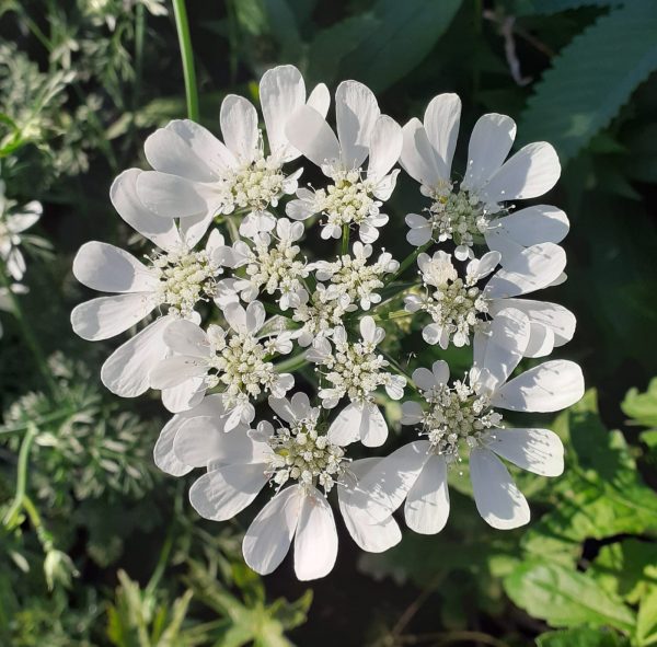 Orlaya Orlaya grandiflora