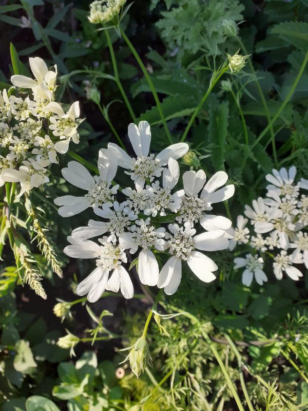 Orlaya2 Orlaya grandiflorum