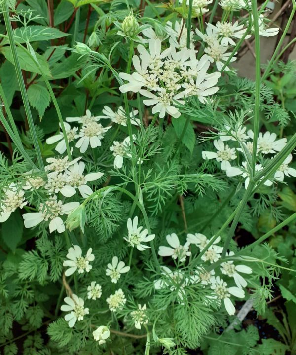 Orlaya3 Orlaya grandiflorum