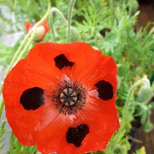 Papaver commutatum 'Ladybird'