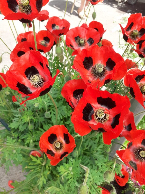 Papaver commutatum ‘Ladybird’2