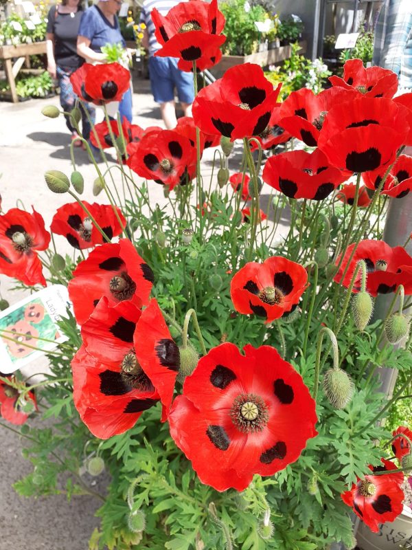 Papaver commutatum ‘Ladybird’3