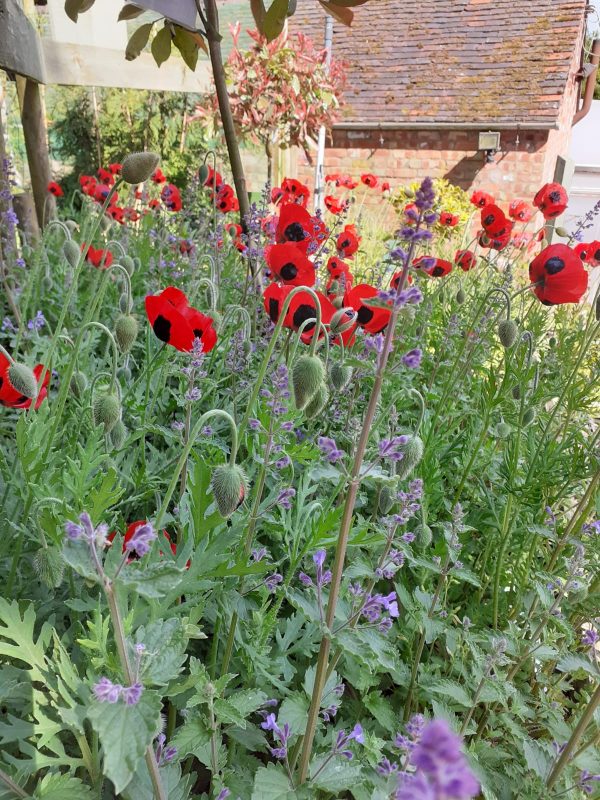 Papaver commutatum ‘Ladybird’4