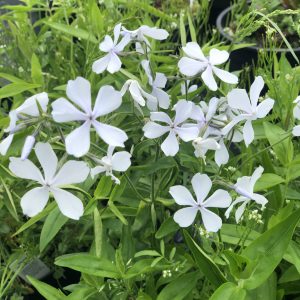 Phlox divaricata 'May Breeze'