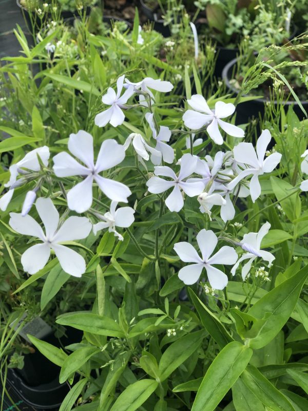 Phlox May Breeze2 Phlox divaricata 'May Breeze'