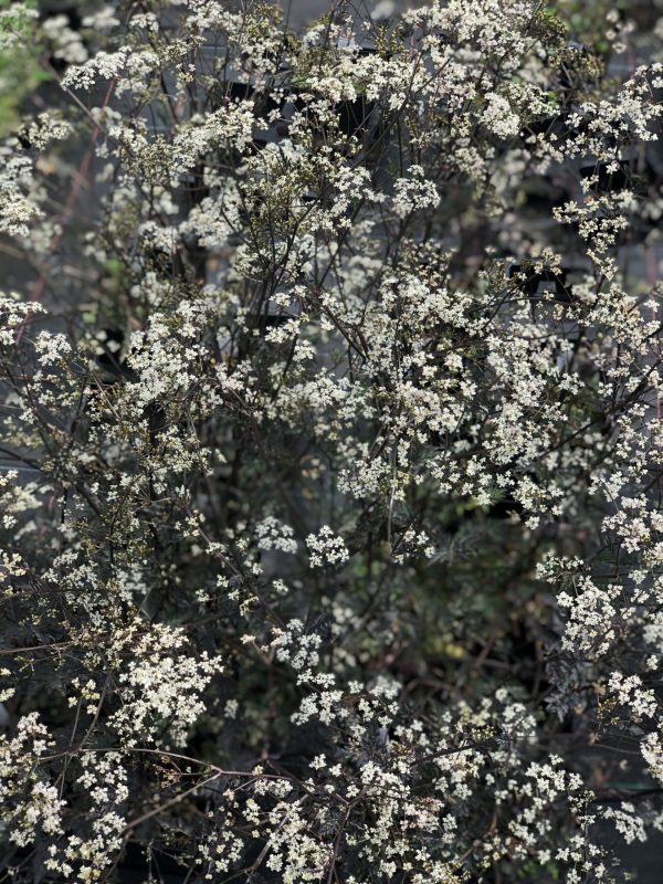 Anthriscus sylvestris 'Ravenswing'3 Anthriscus sylvestris 'Ravenswing'