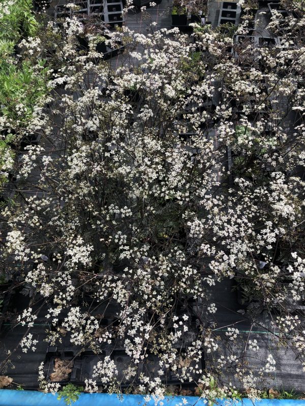 Anthriscus sylvestris 'Ravenswing'2 Anthriscus sylvestris 'Ravenswing'