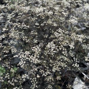 Anthriscus sylvestris 'Ravenswing'