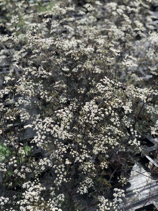 Anthriscus sylvestris 'Ravenswing' Anthriscus sylvestris 'Ravenswing'