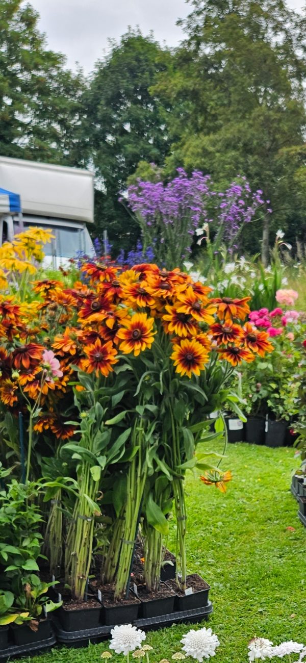 Rudbeckia Hirta ‘Cappuccino’ Rudbeckia Hirta ‘Cappuccino’